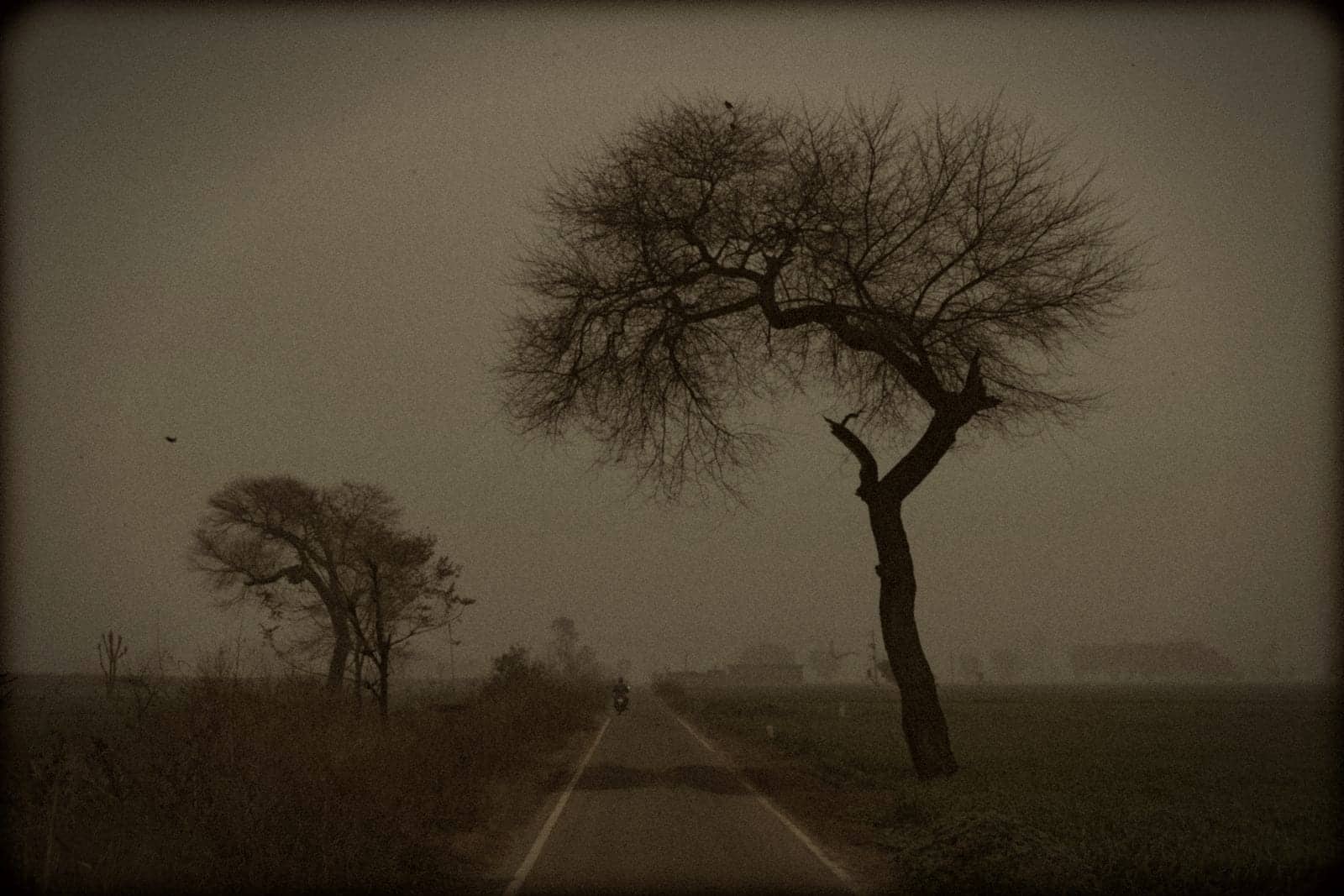 A quiet road through open farmland in Punjab